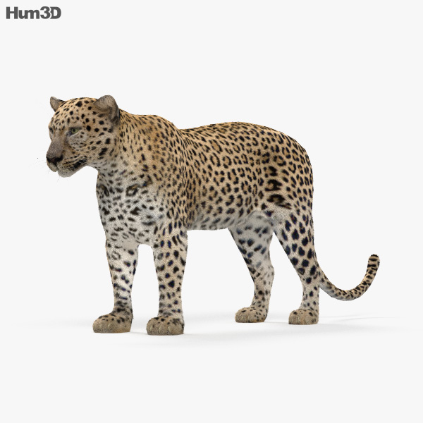 Леопард 3D модель