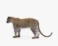Leopard HD 3d model