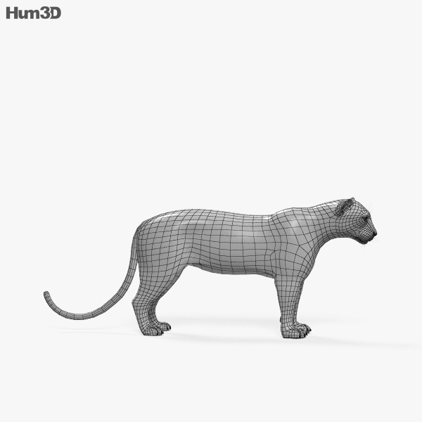 Animated Leopard 3D model - Animals on Hum3D