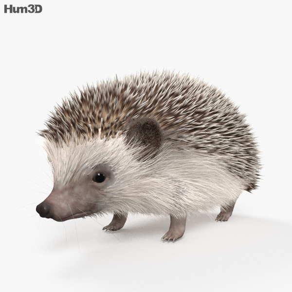 Hedgehog HD 3D model