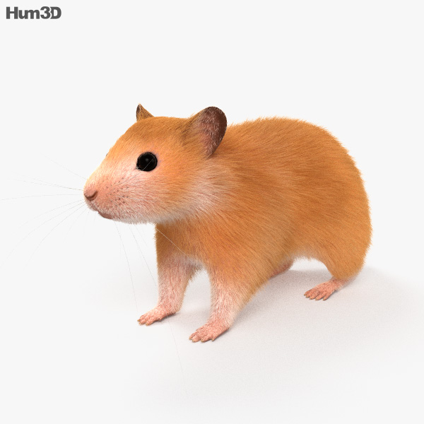 Hamster HD 3D model