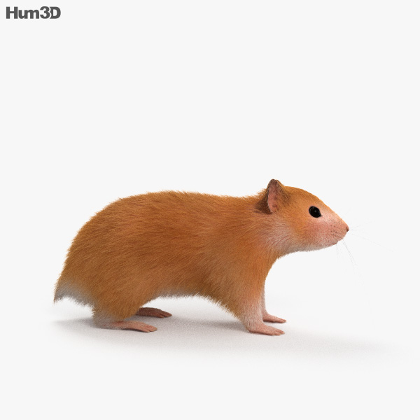 Hamster HD 3D model Animals on Hum3D