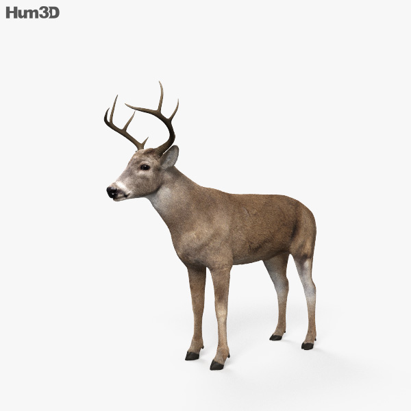 Animado Ciervo de cola blanca Modelo 3D - Animales on Hum3D Animado Ciervo de cola blanca Modelo 3D - Animales on Hum3D