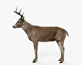 White-Tailed Deer HD 3d model