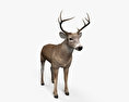 White-Tailed Deer HD 3d model