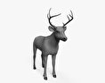 白尾鹿 3D模型