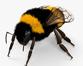 Bumblebee 3D model