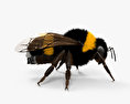 Bumblebee HD 3d model