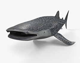 Whale Shark 3D model