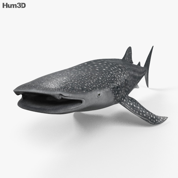 Whale Shark HD Rigged 3D model - Animals on Hum3D