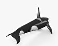 Killer Whale HD 3d model