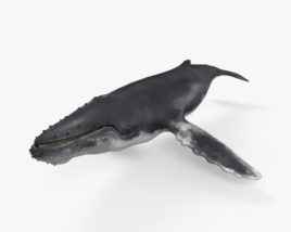 Горбатий кит 3D модель