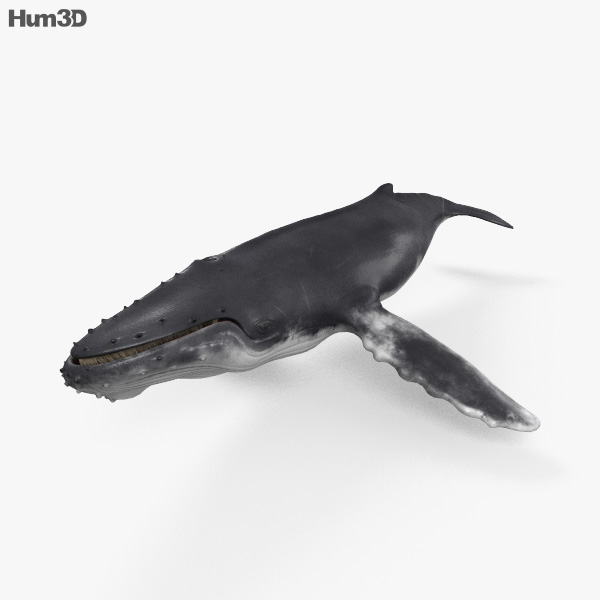 Buckelwal 3D-Modell