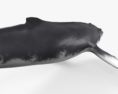 Humpback Whale HD 3d model