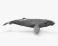 Humpback Whale HD 3d model