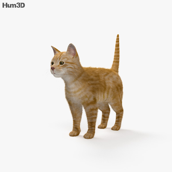 Ginger Cat HD 3D model