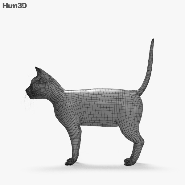 生姜猫 3dモデル 動物 On Hum3d