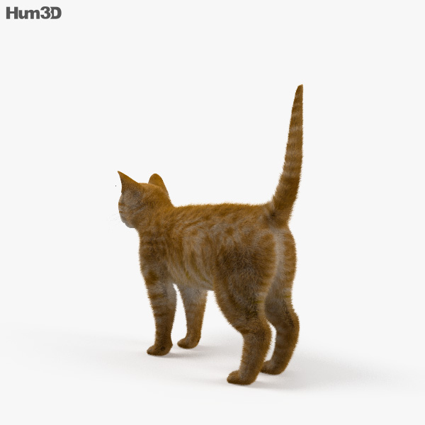 Ginger Cat HD 3D model - Animals on Hum3D