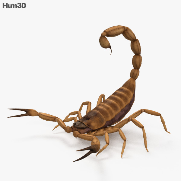 Scorpione Modello 3D