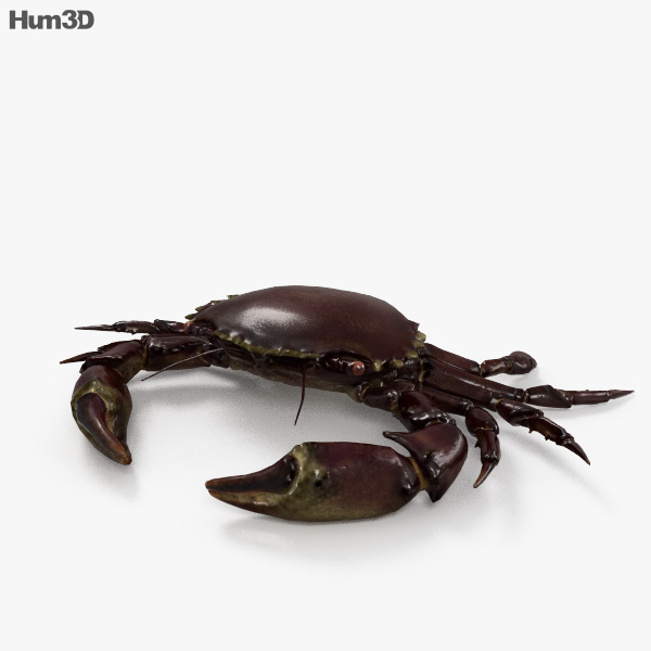 Velvet Crab HD 3D model