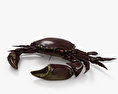 Velvet Crab 3d model