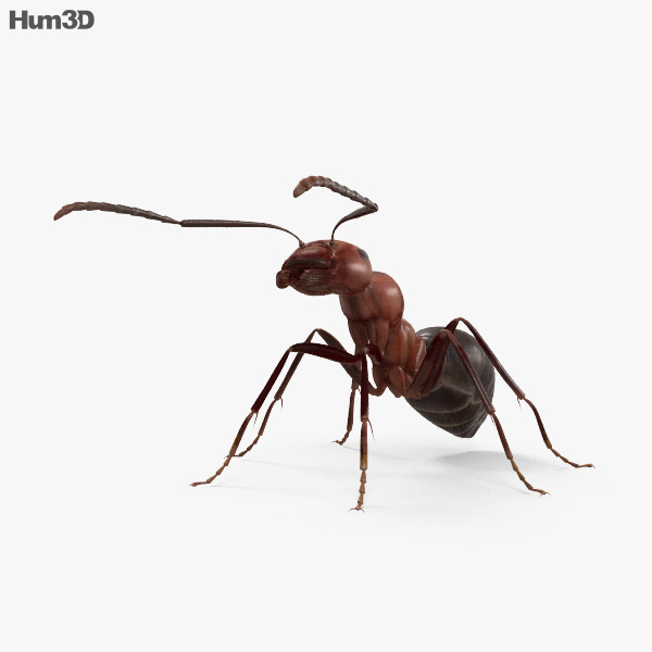 개미 3D 모델 