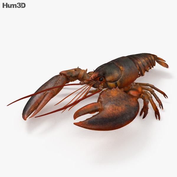 Lobster 3D model