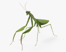 Mantis 3D model
