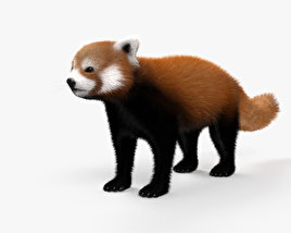 Red Panda 3D model
