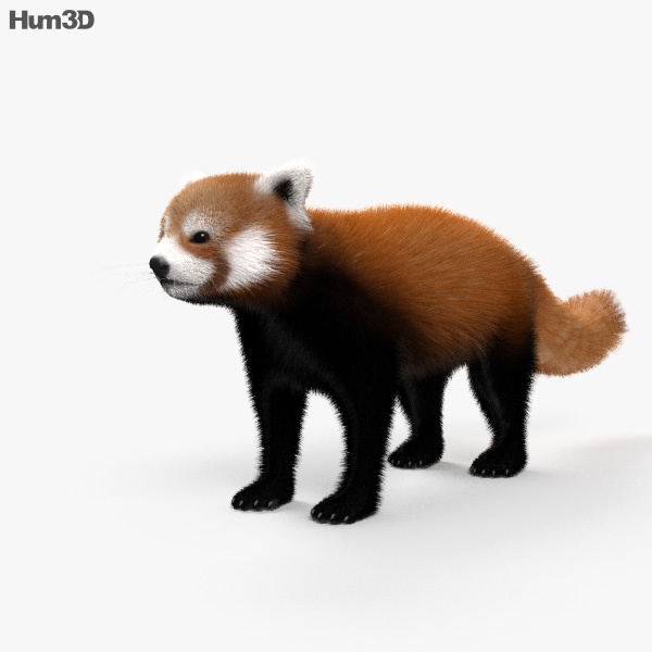 Panda-vermelho Modelo 3d
