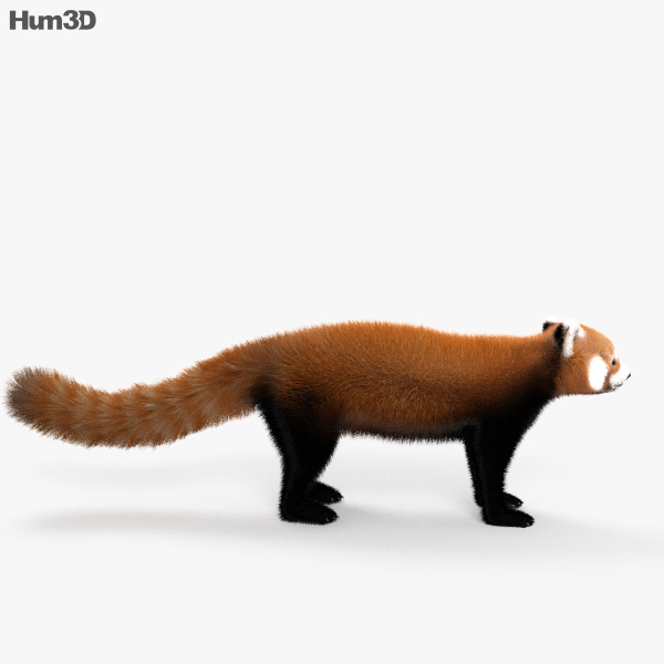 Red Panda HD 3D model - Animals on Hum3D