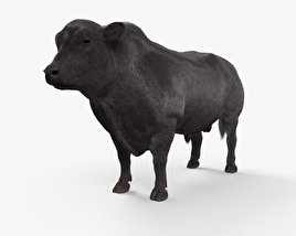 Angus Bull HD 3D model