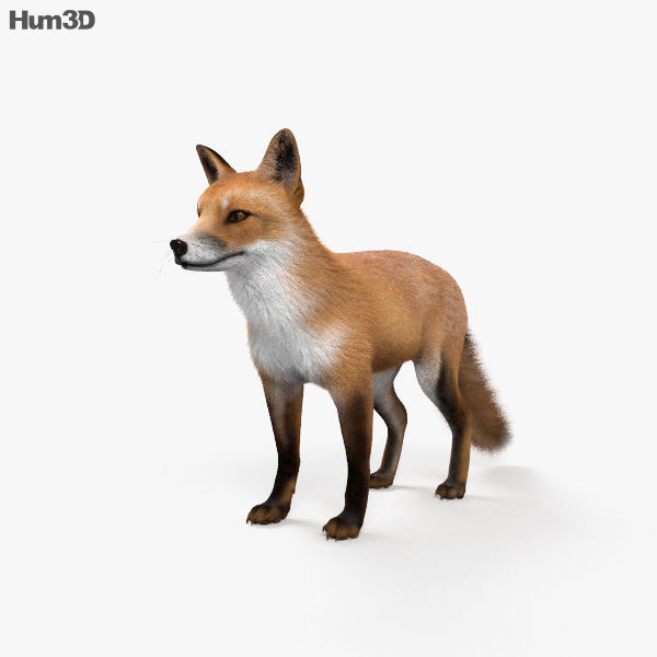 Rotfuchs 3D-Modell