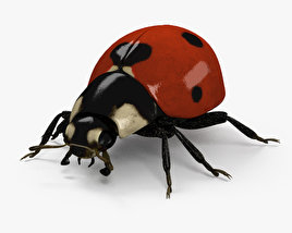 Marienkäfer 3D-Modell