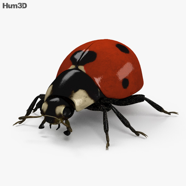 Ladybird 3D model