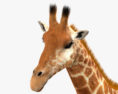 Жирафа 3D модель