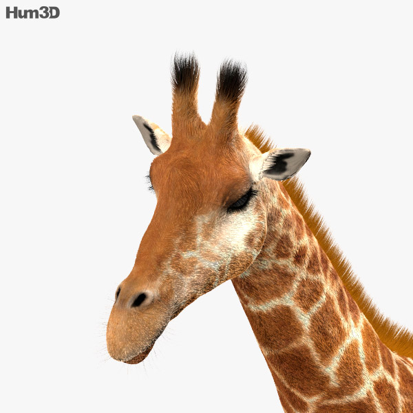 Animated Giraffe 3D model - Animals on Hum3D