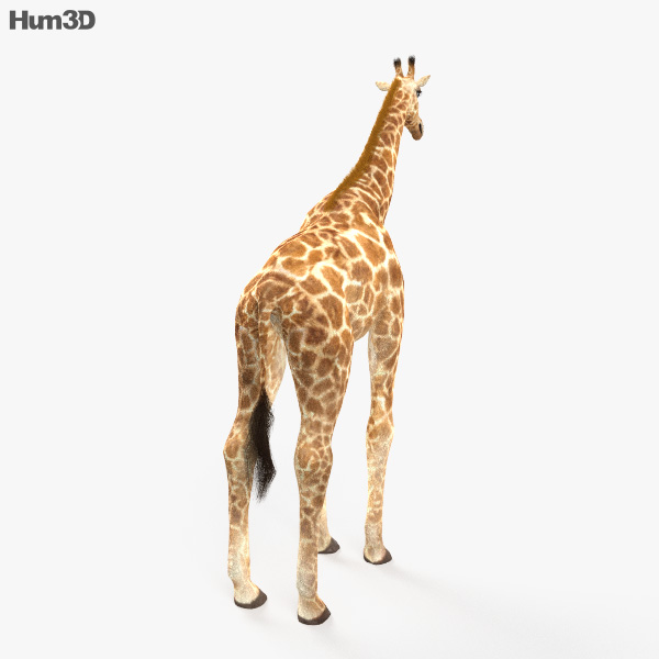 キリン 3dモデル 動物 On Hum3d