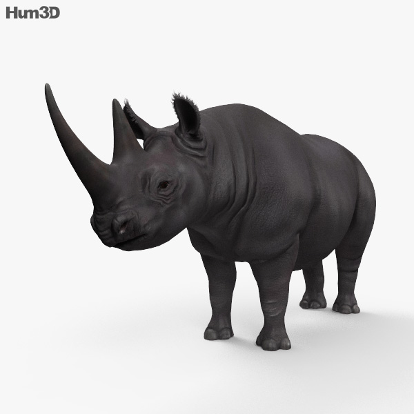 Чорний носоріг 3D модель