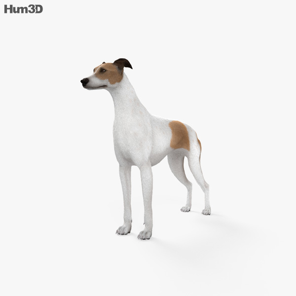 Lévrier greyhound Modèle 3D
