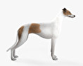 格雷伊獵犬 3D模型