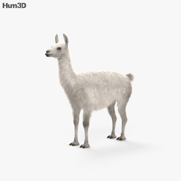 大羊駝 3D模型