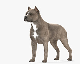 American Pit Bull Terrier Modèle 3D