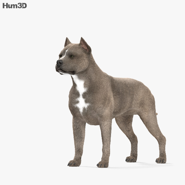 American pit bull terrier Modello 3D