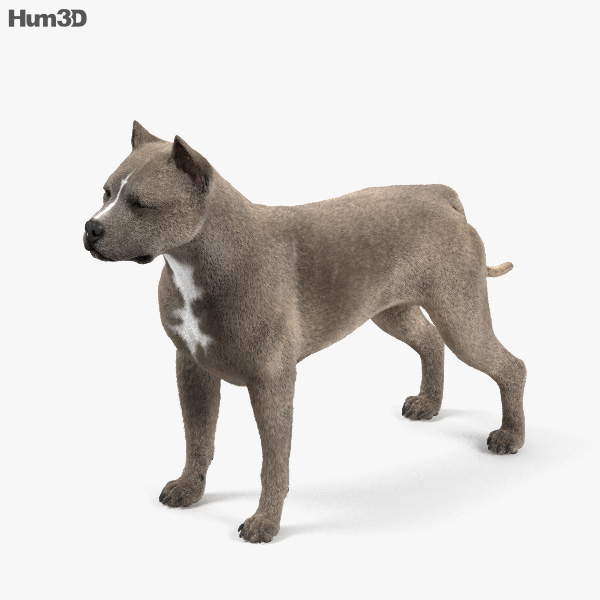 american pit bull terrier hd 3d model