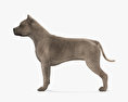 American Pit Bull Terrier 3d model