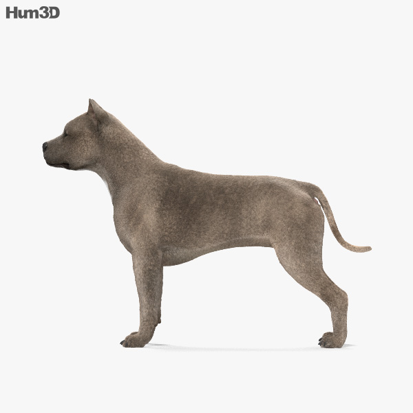 american pit bull terrier hd 3d model