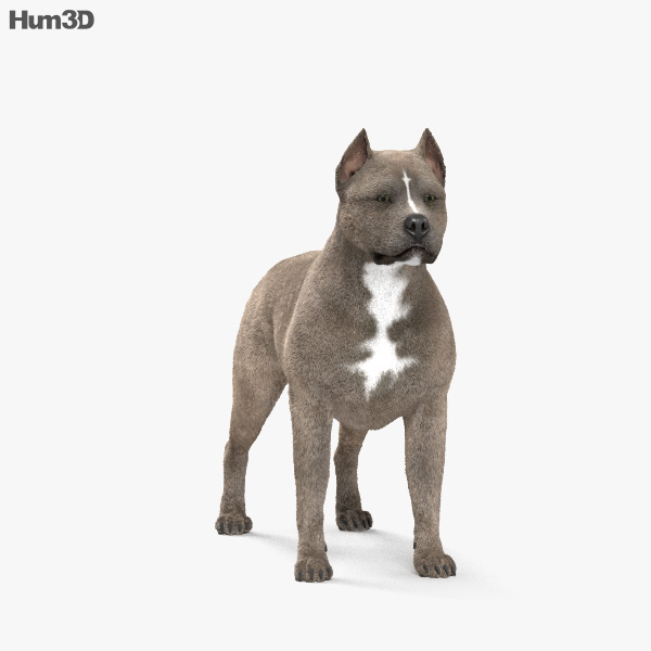 american pit bull terrier hd 3d model