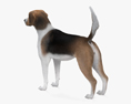 English Foxhound 3d model