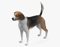 English Foxhound 3d model